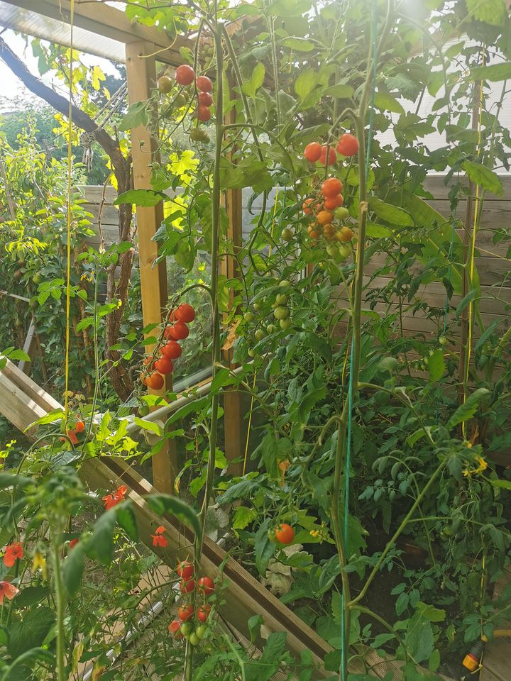 Tomates dans la serre