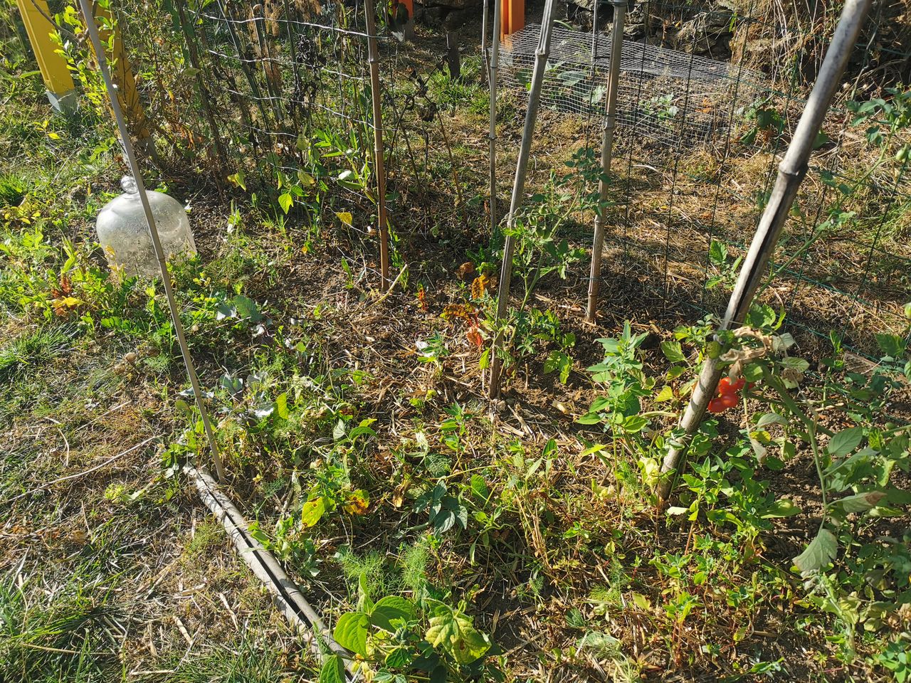 Le potager asséché