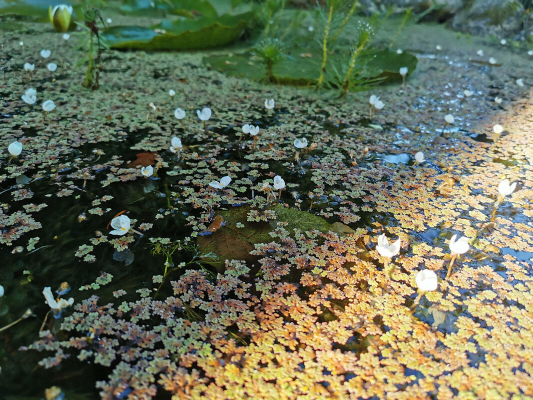 Petites fleurs dans la marre