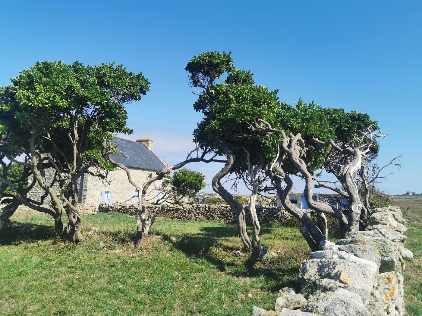 La maison au arbres tordus