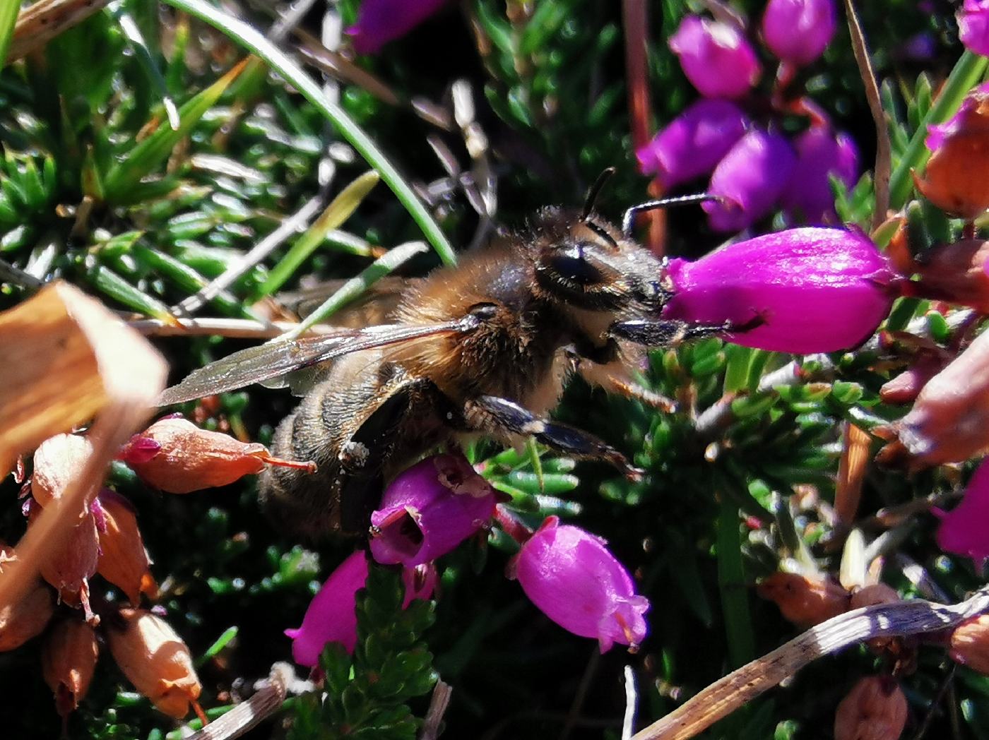 Macro sur une abeille noir de l'île