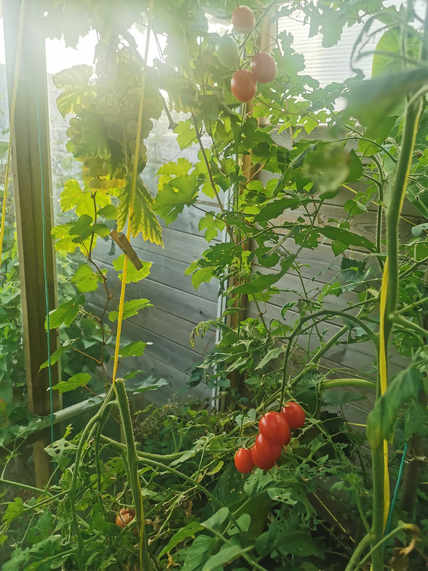 Tomates cerise partout dans la serre