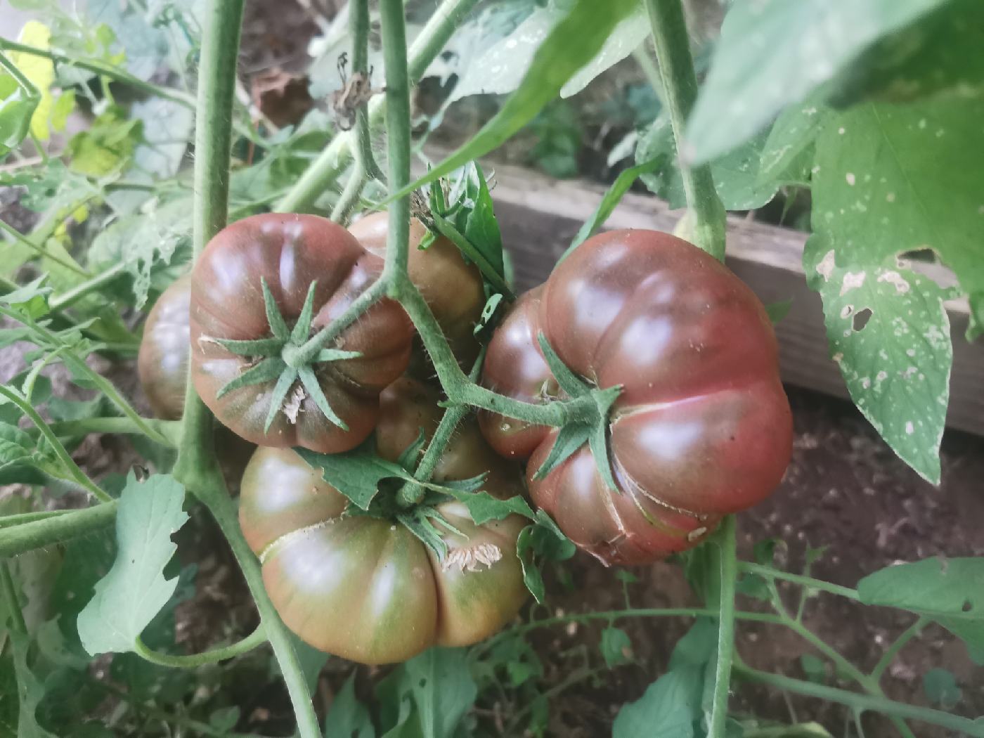 Grosse tomates