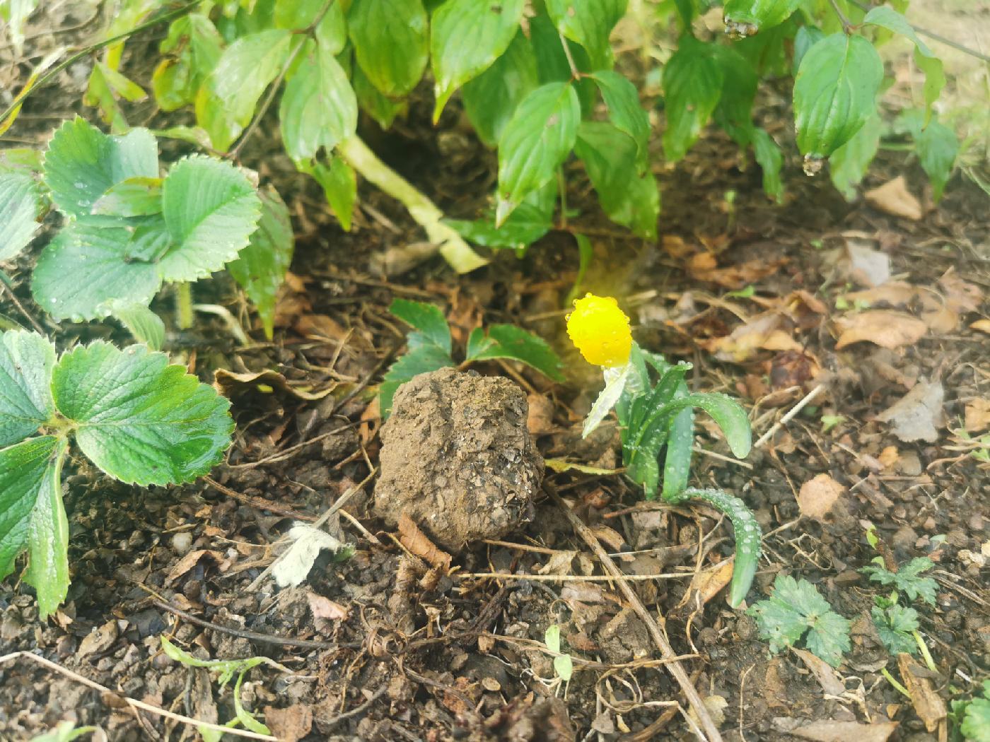 Un crocus en septembre ???