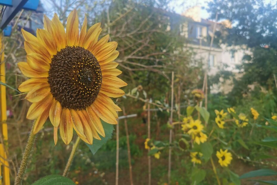 Plusieurs tournesols