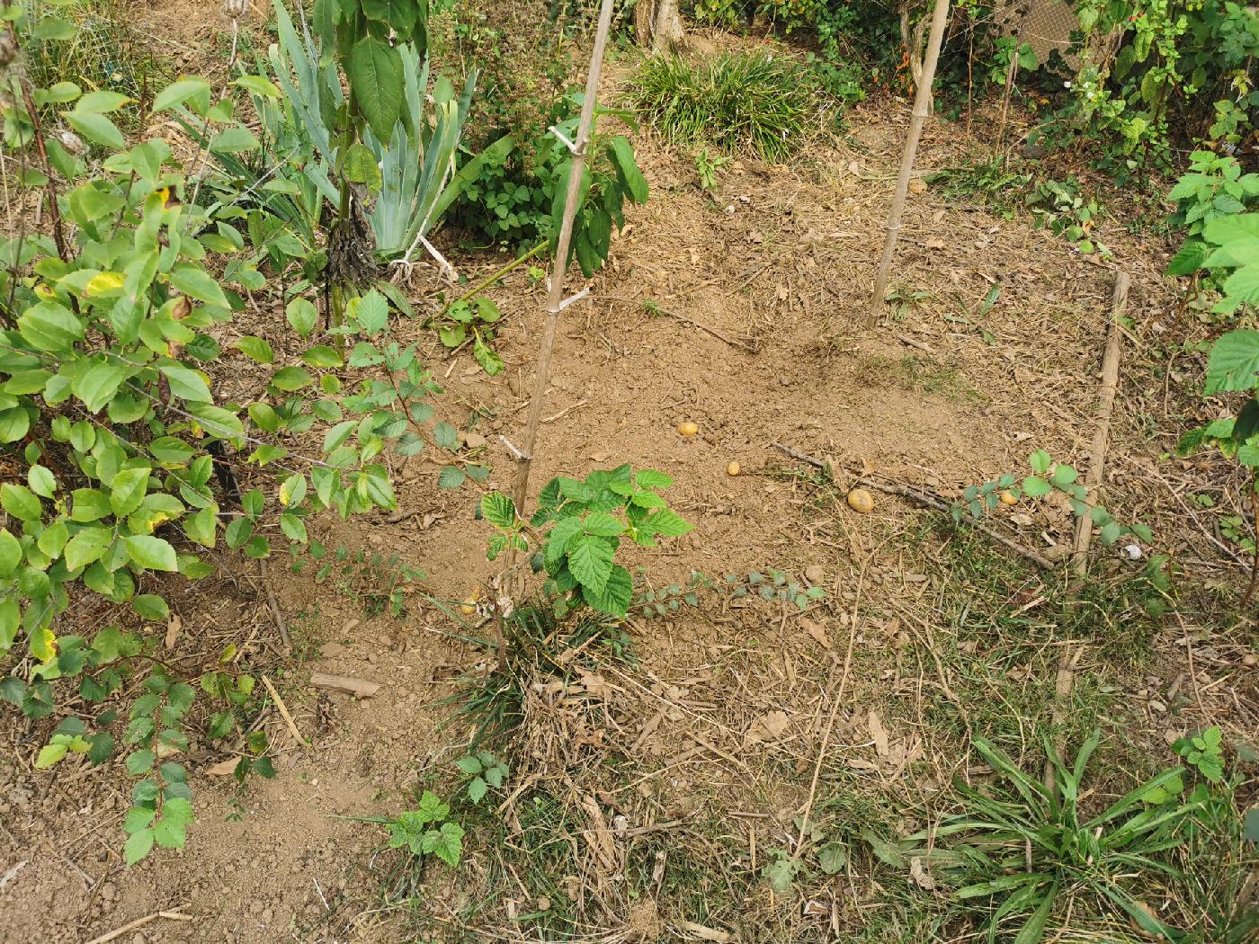 Le potager gratter par les poules et la chaleur