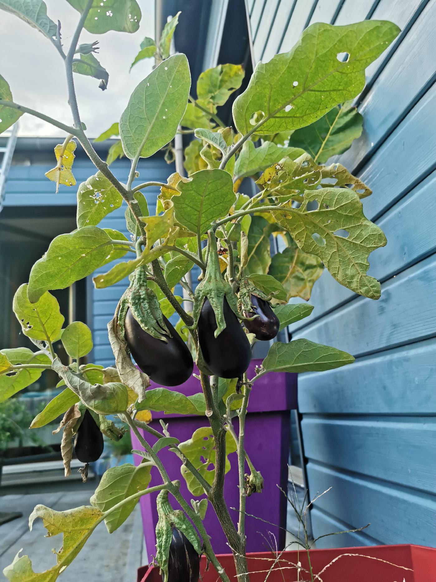 Aubergines