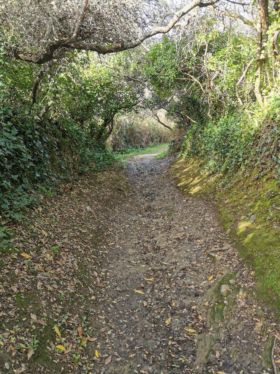 Sentier dans un chemin creux typiquement Breton