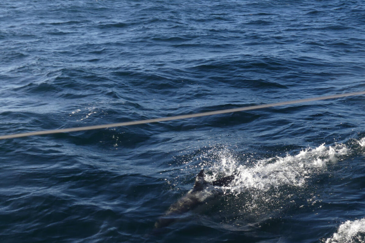 Un dauphin