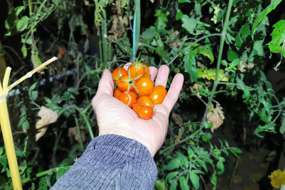 Dernières tomates de la serre