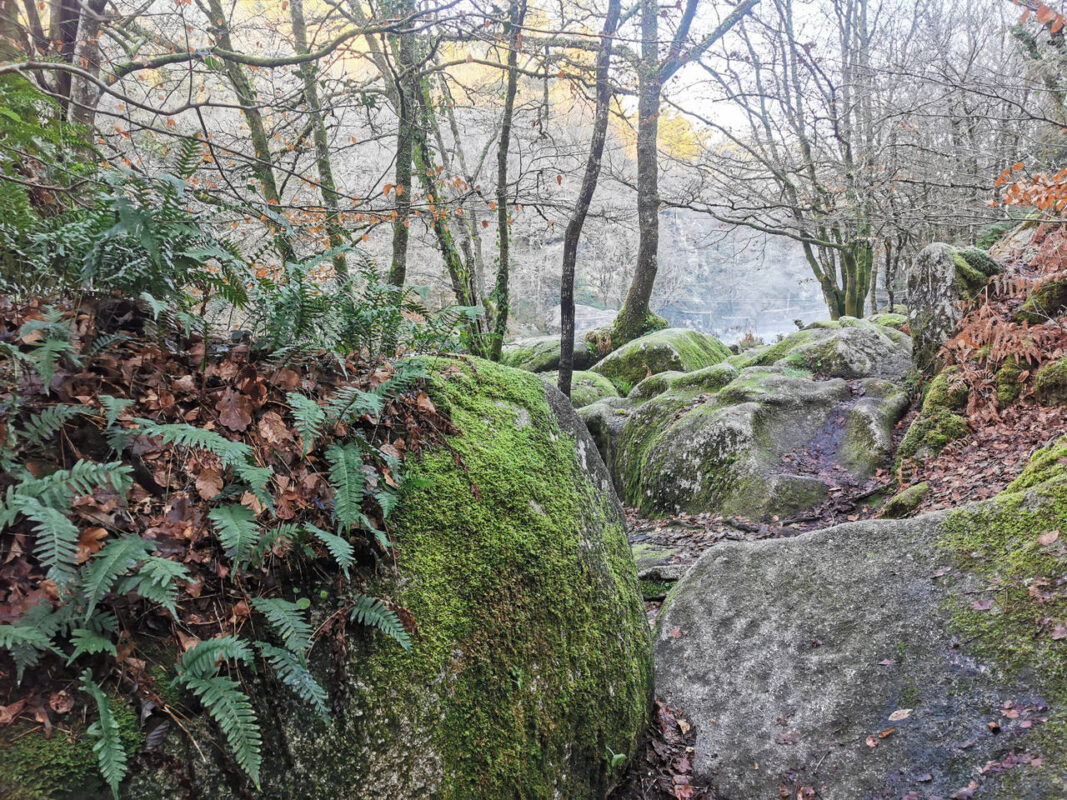 La forêt au bord des roches