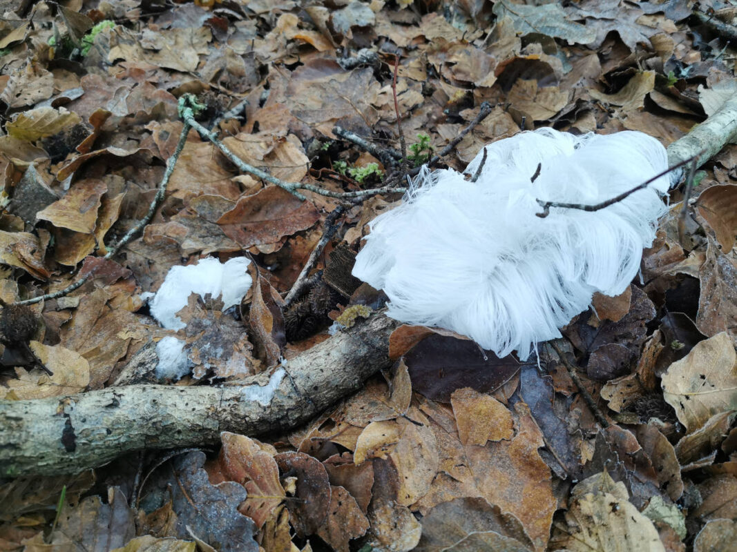 Drôle de champignon ou lichen dans le bois