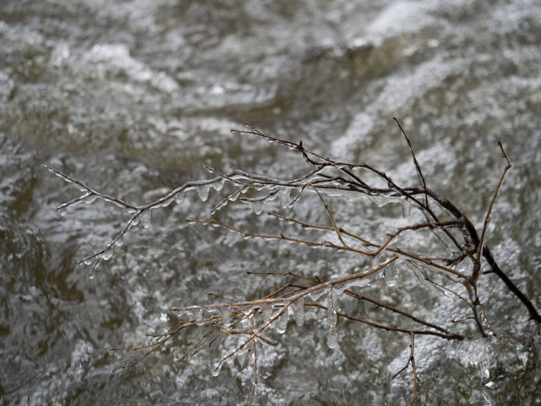 Branches couvertes de gel