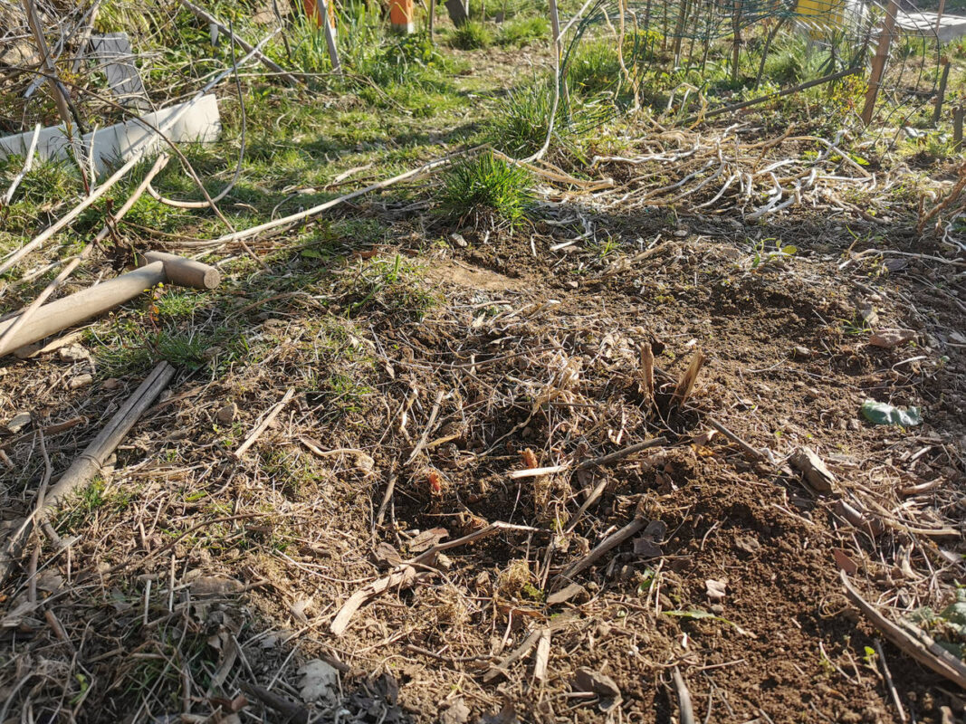 Le jardin après la sécheresse et les poules