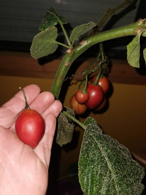 Première tomatos