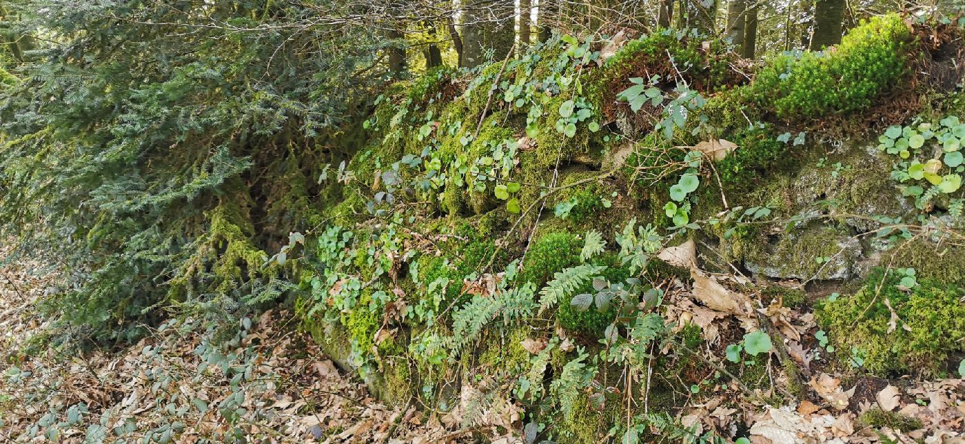 Les murs végétalisés des chemin creux