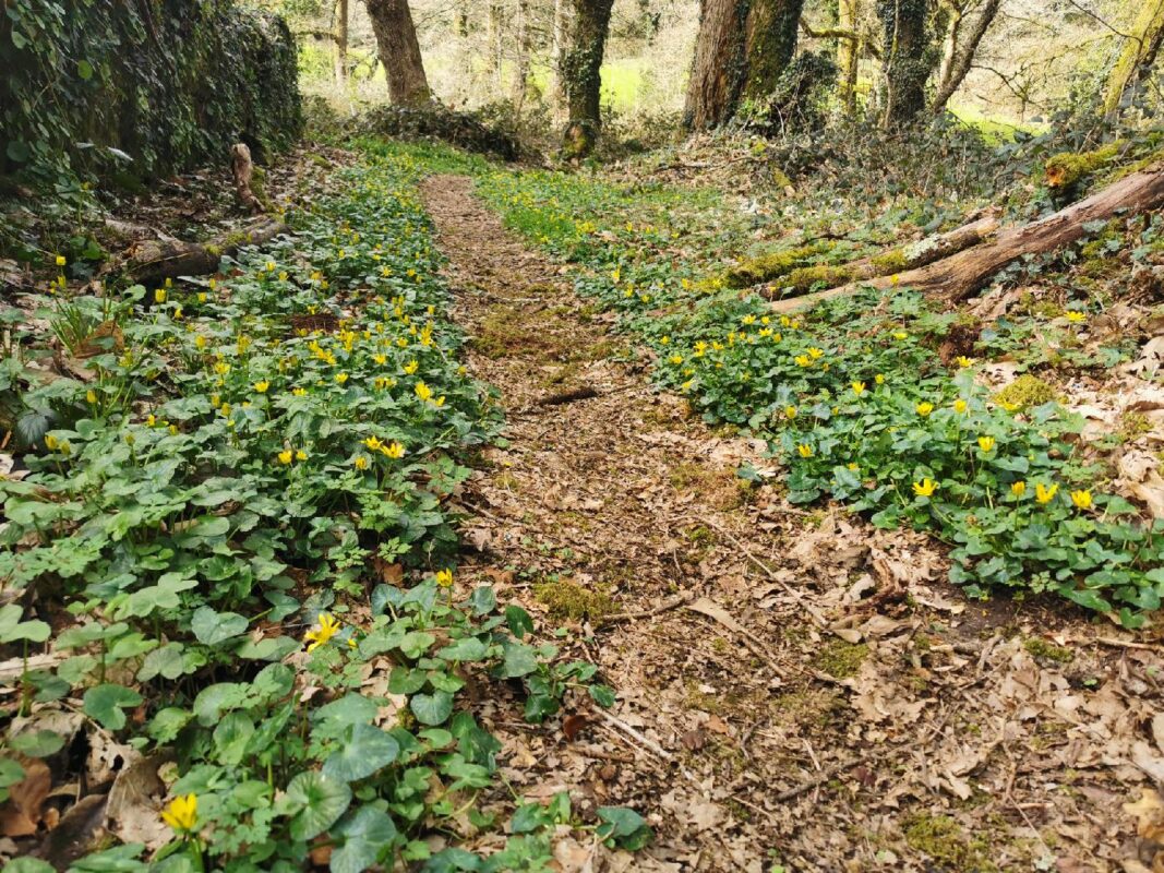 Sentier bordé de petites fleurs