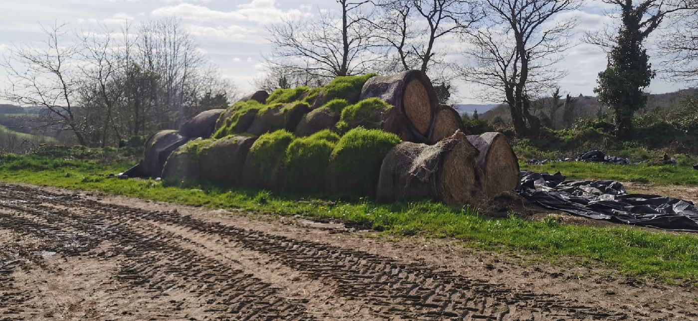 Vieux round balle couvert d'herbes