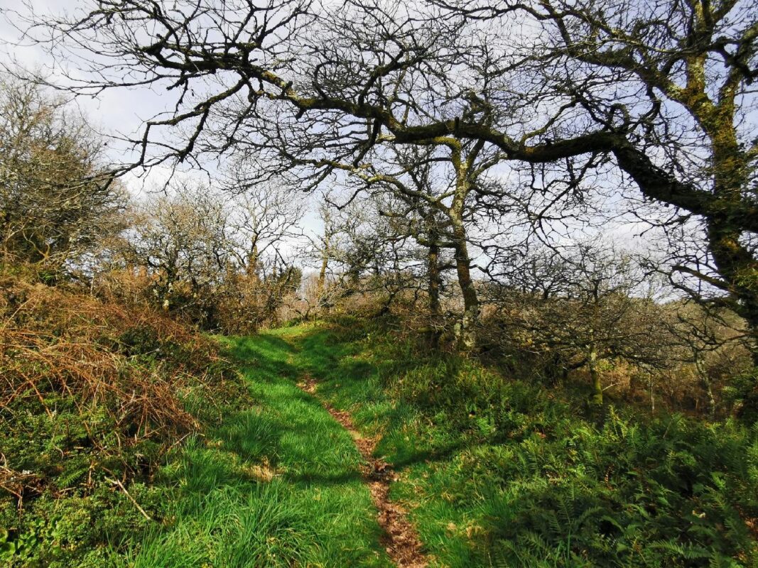 Sentier en sous bois