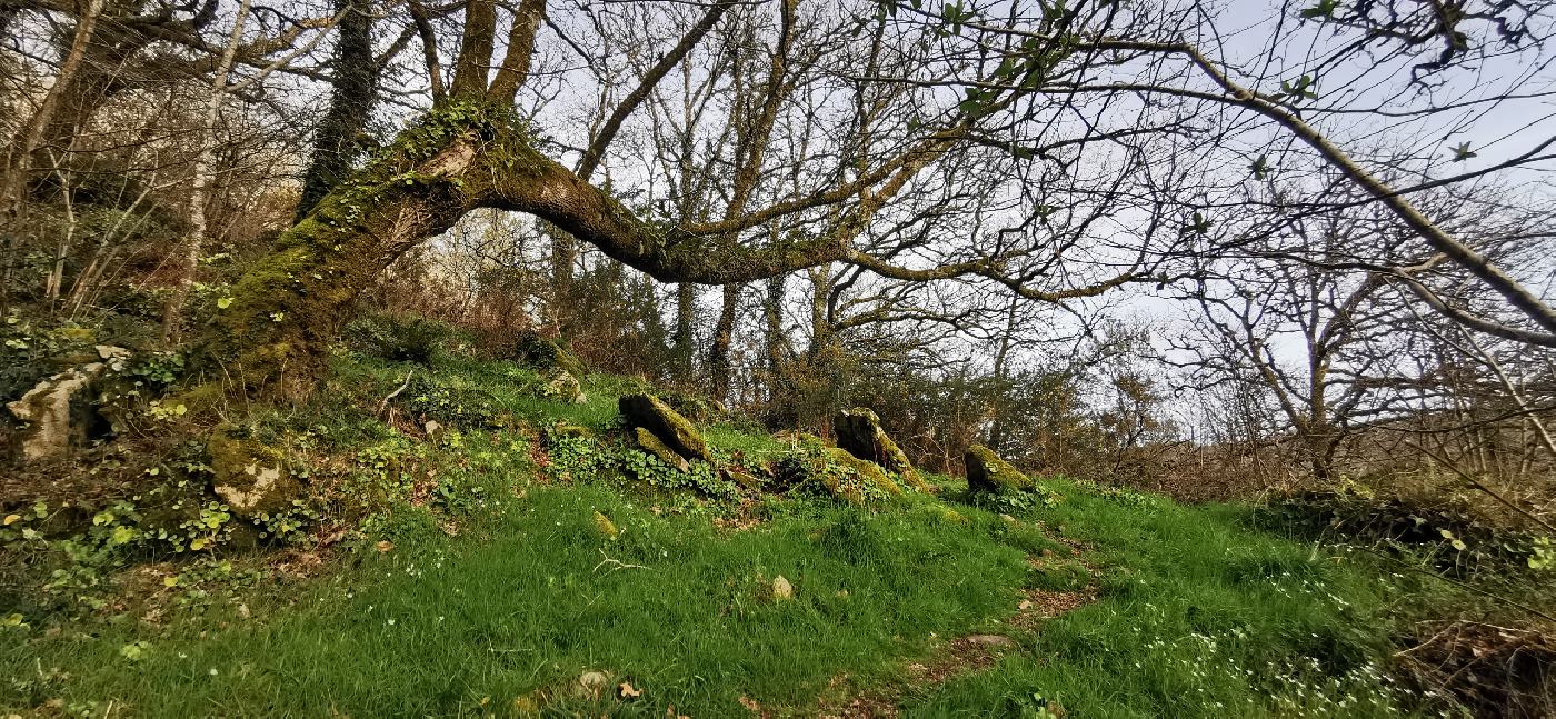 Sentier sous un arbre tordu