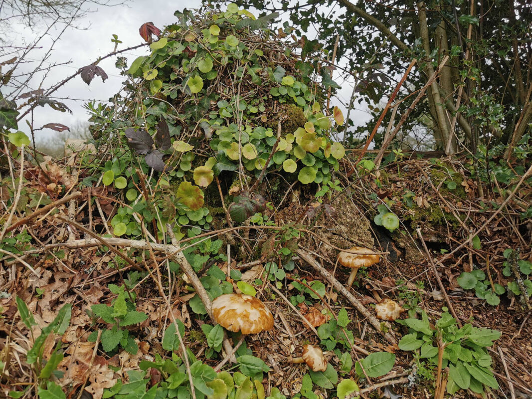 Champignons et nombrils de venus