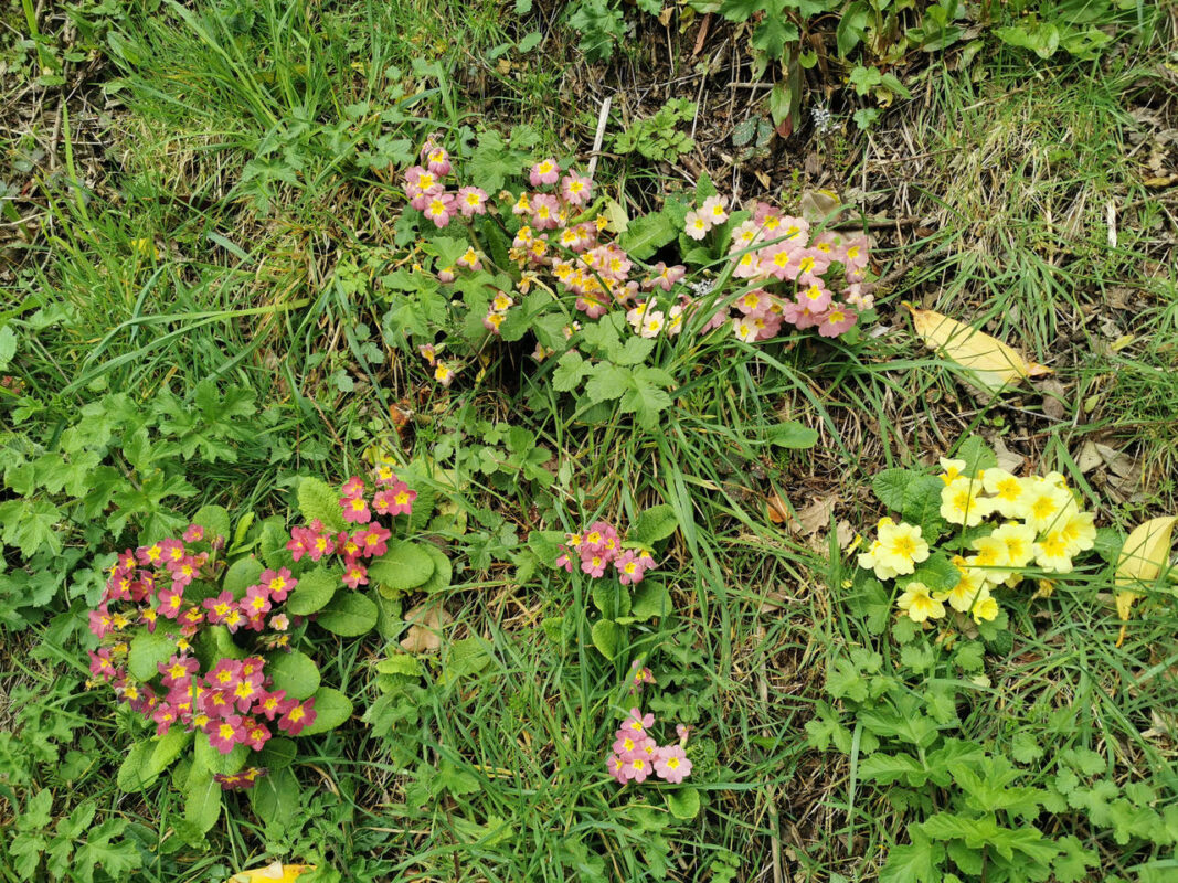 Primevères multicolores