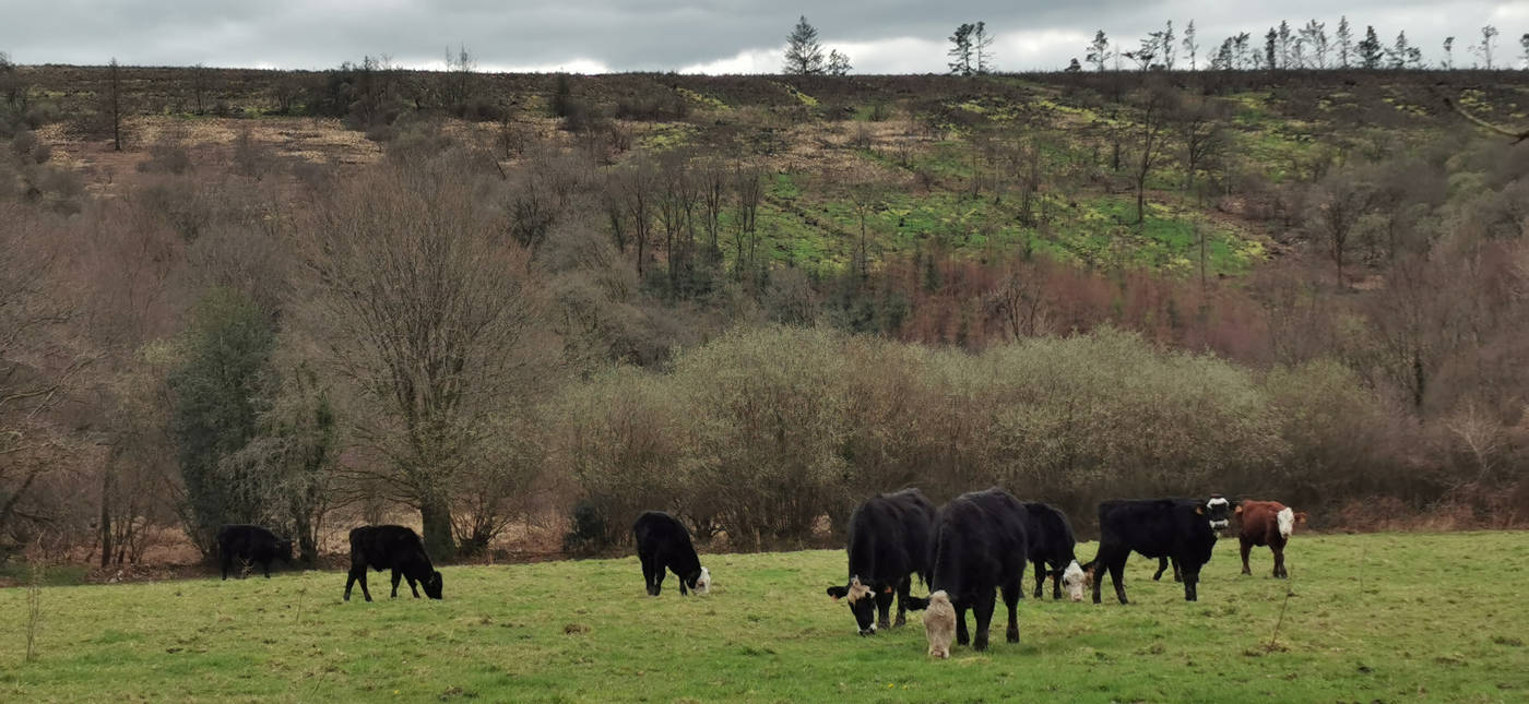 Vaches et landes