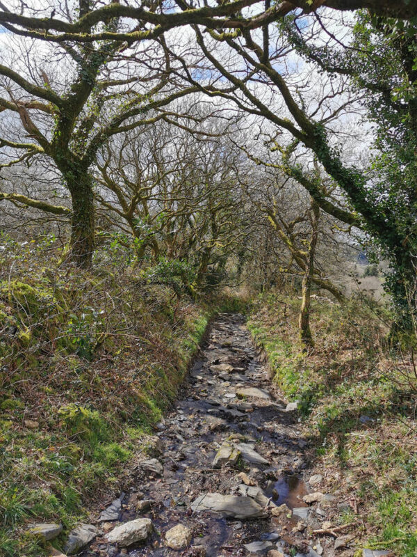 Sentier ou ruisseau sous les branches