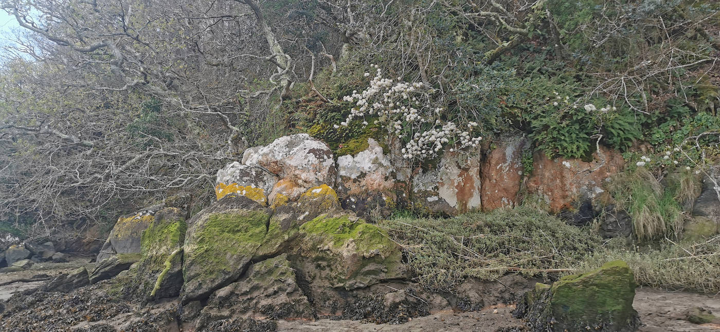 Estrans, algues, arbres fruitiers en fleurs, mousses et fougères, quel contraste