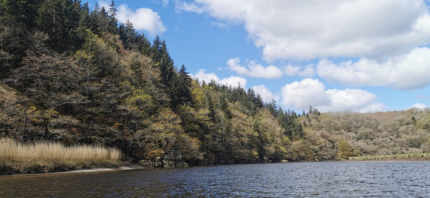 La forêt au bord de l'eau