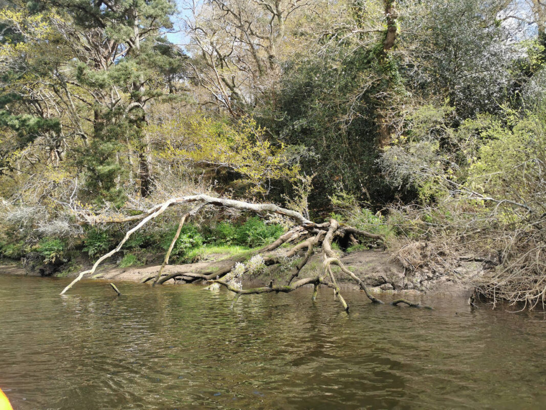 Branche morte, fleurs, fougères épiphytes