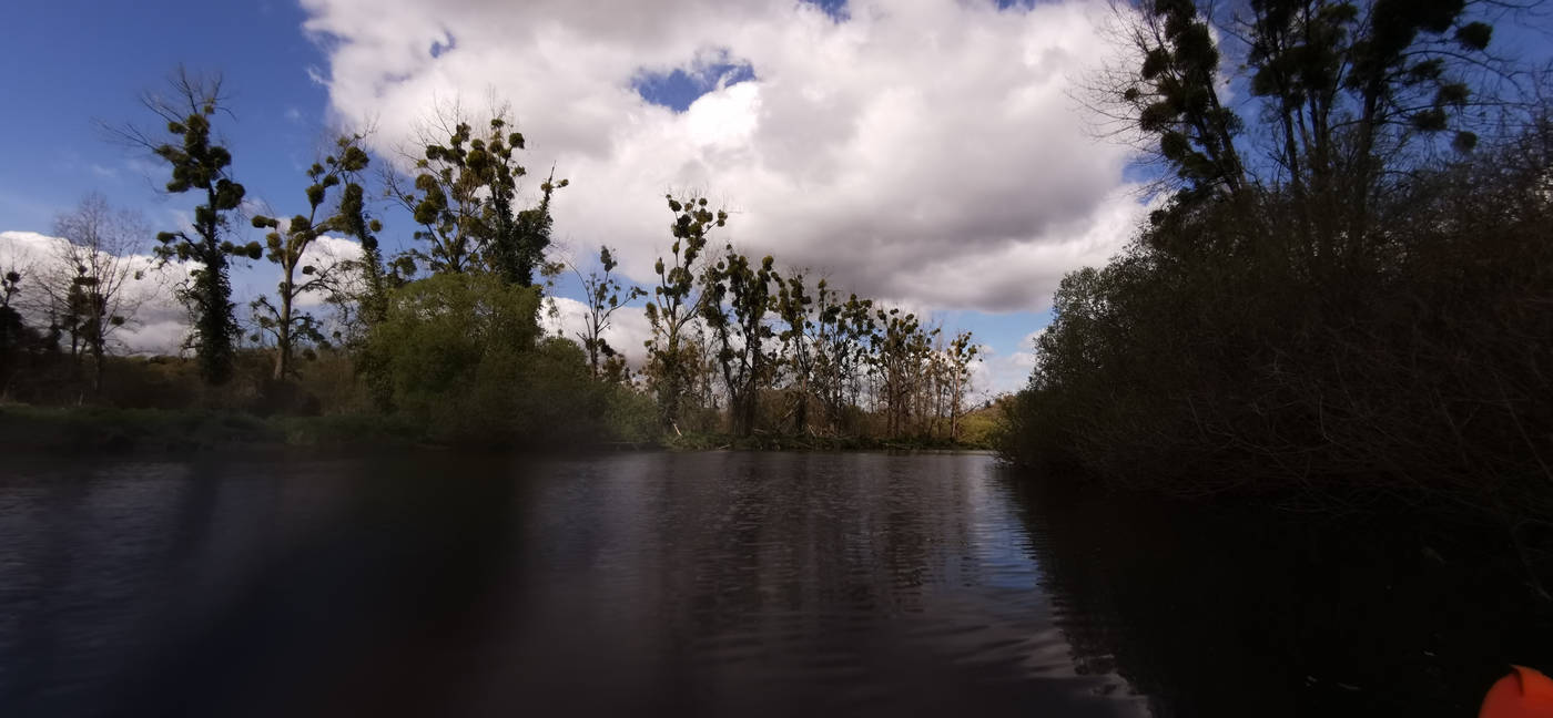 Arbres couvert de gui