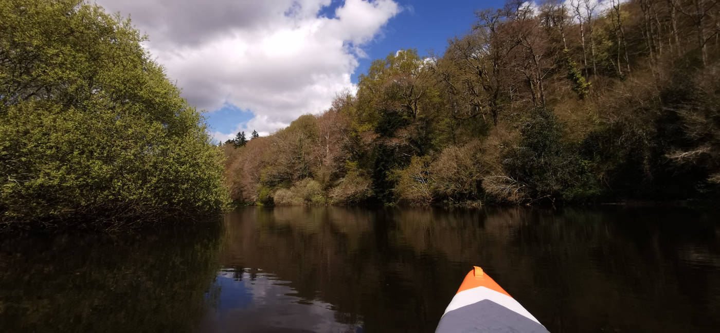Forêt plus avancé que coté océan
