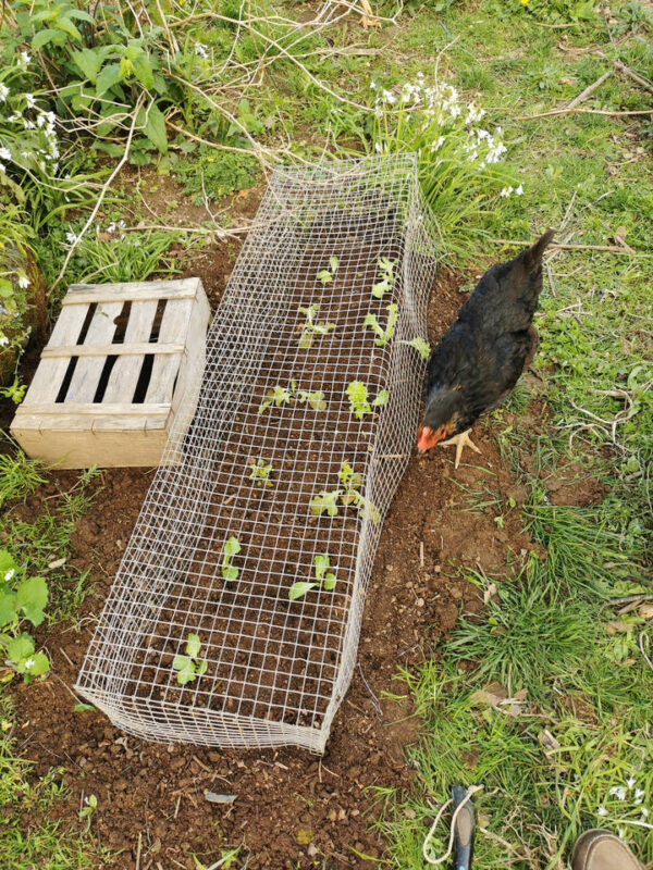 Les poules aimerait bien gratter la terre et les jeunes salades