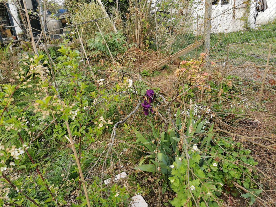 Quelques iris et arbustes au milieu de la friche