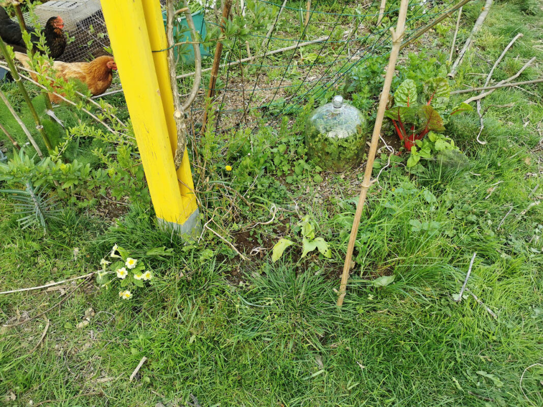 Fleurs et autres légumes