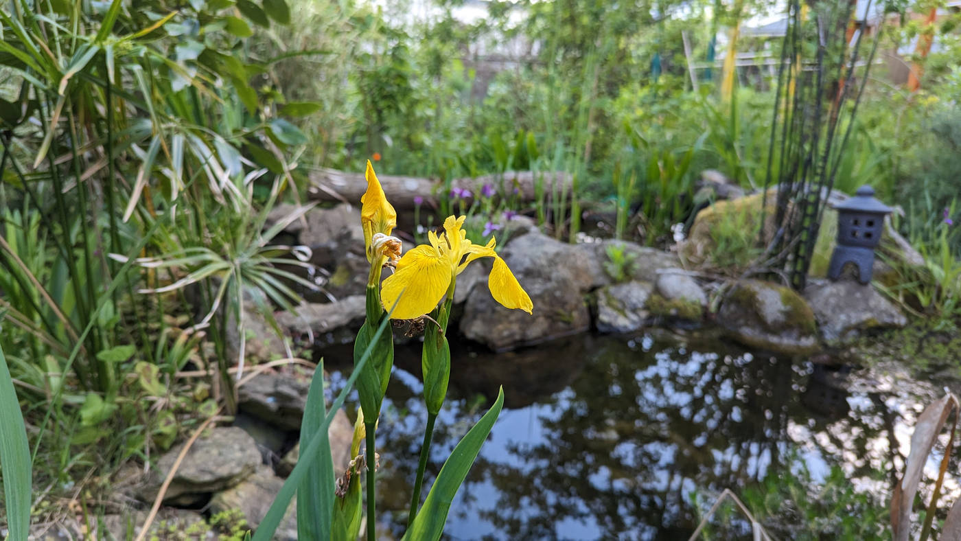 Iris d'eau devant la marre