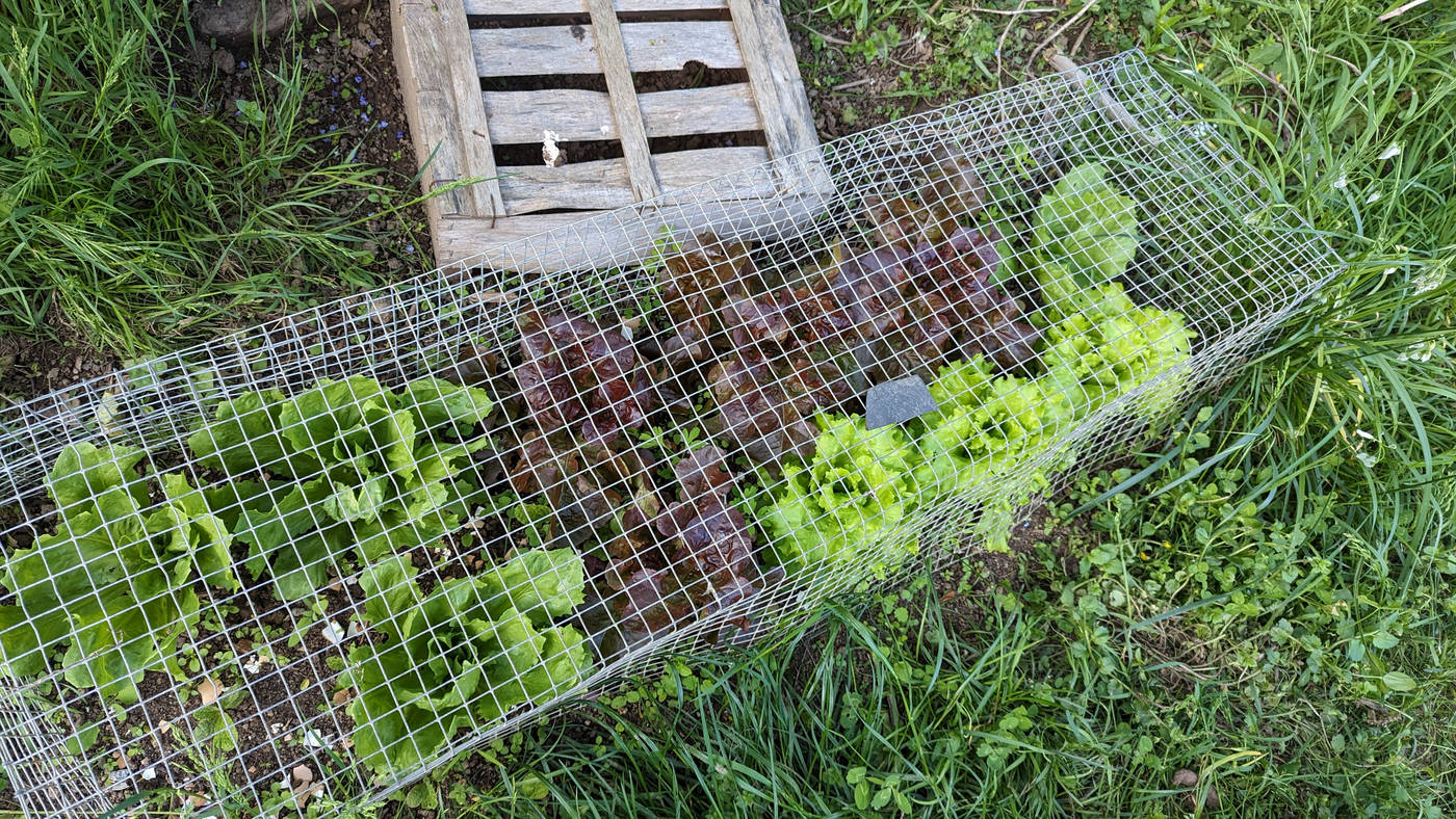 Les salades ont bien poussées