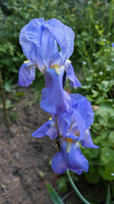 Iris