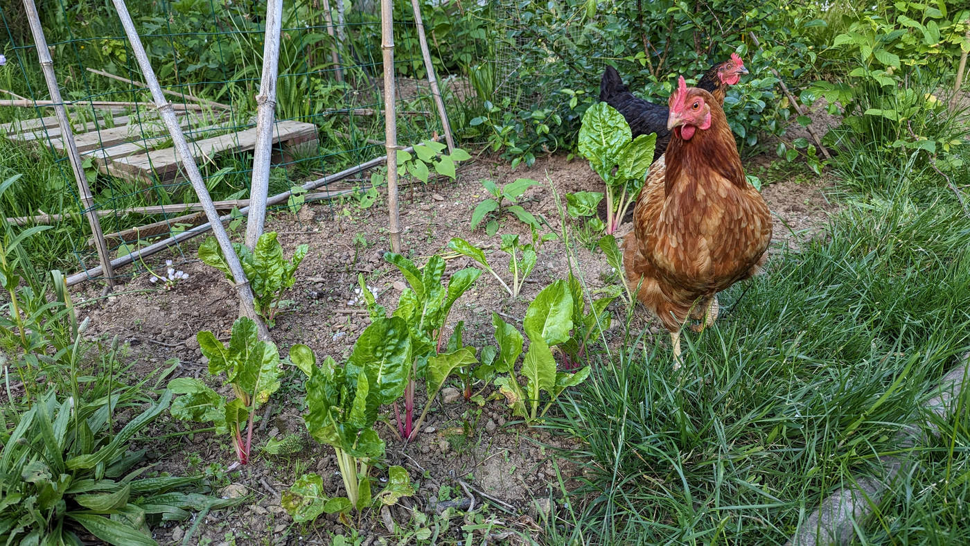 Les blettes poussent sous la surveillance des poules