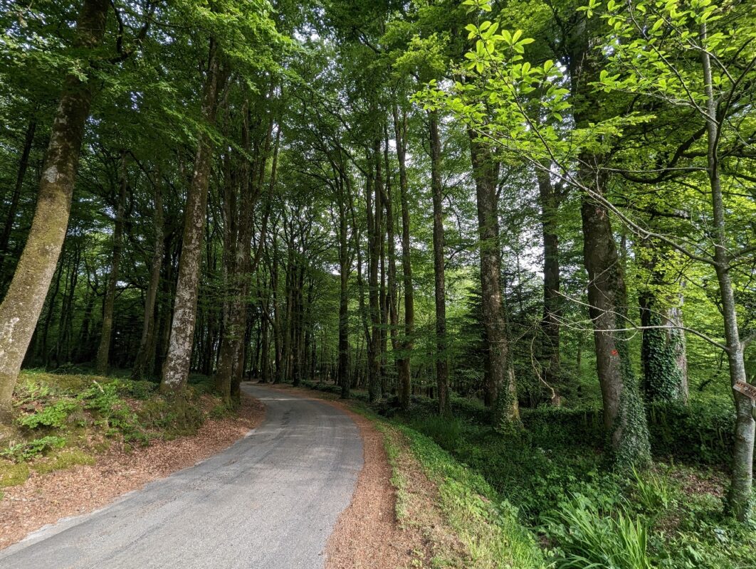 Les arbres qui borde le début de la route, pas mal !