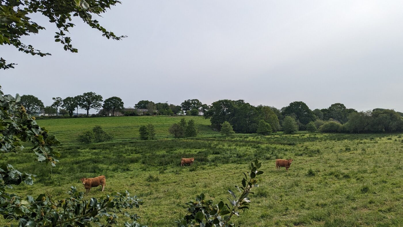 Les vaches après la planche sur le ruisseau