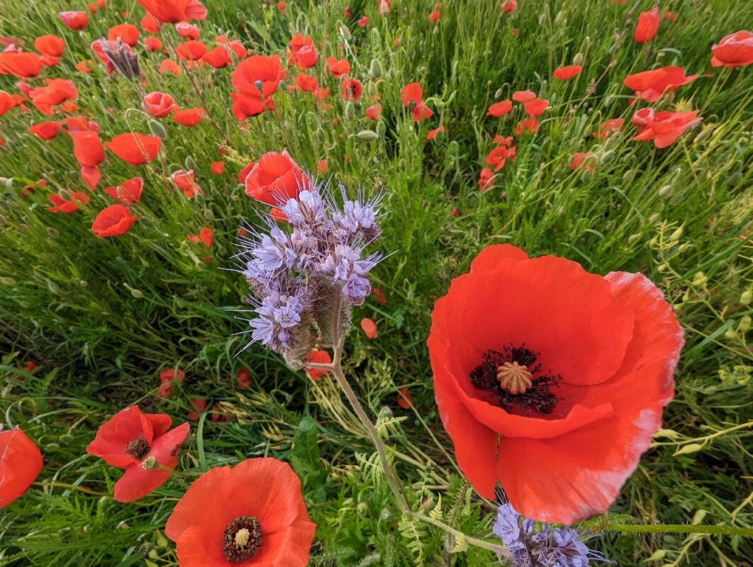 Coquelicots, chardons