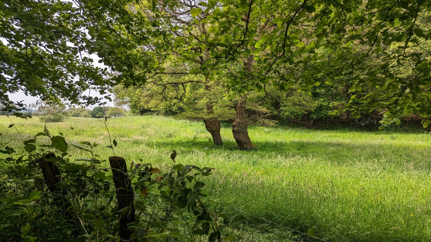 Vieux arbres dans un champs