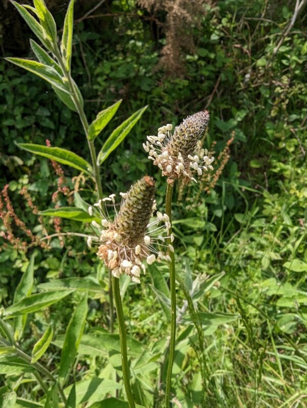 Fleur de Plantain