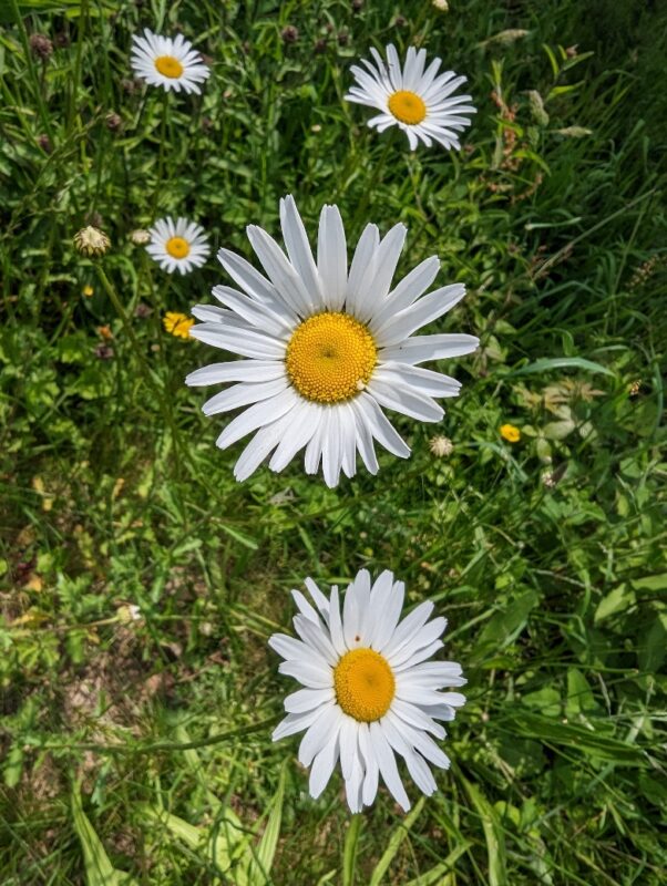 Marguerites