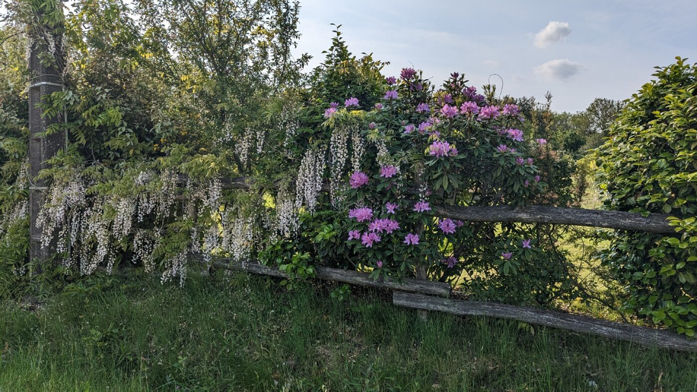 Haie de fleurs, dont les glycines odorantes !