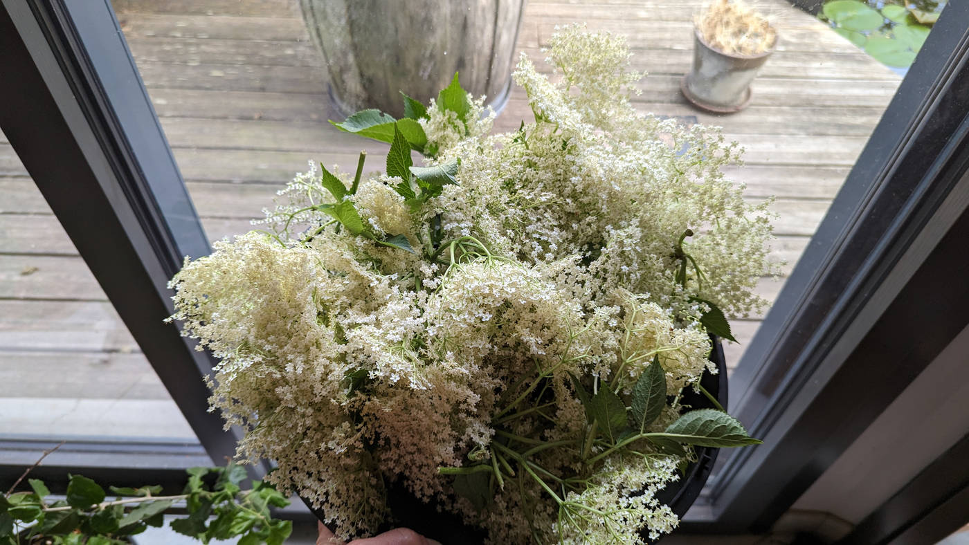 Le bouquet de fleur de sureau