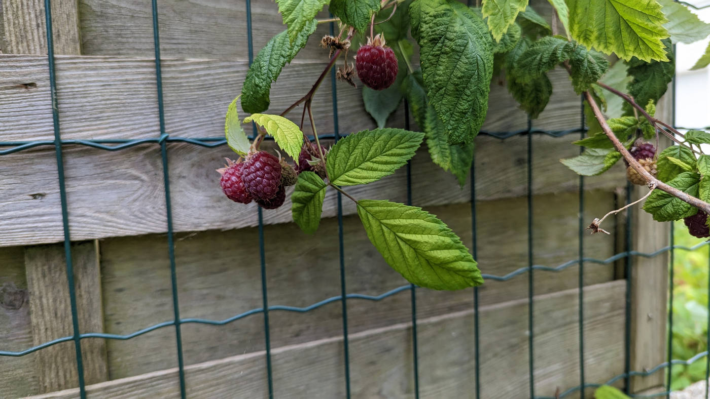 Framboises