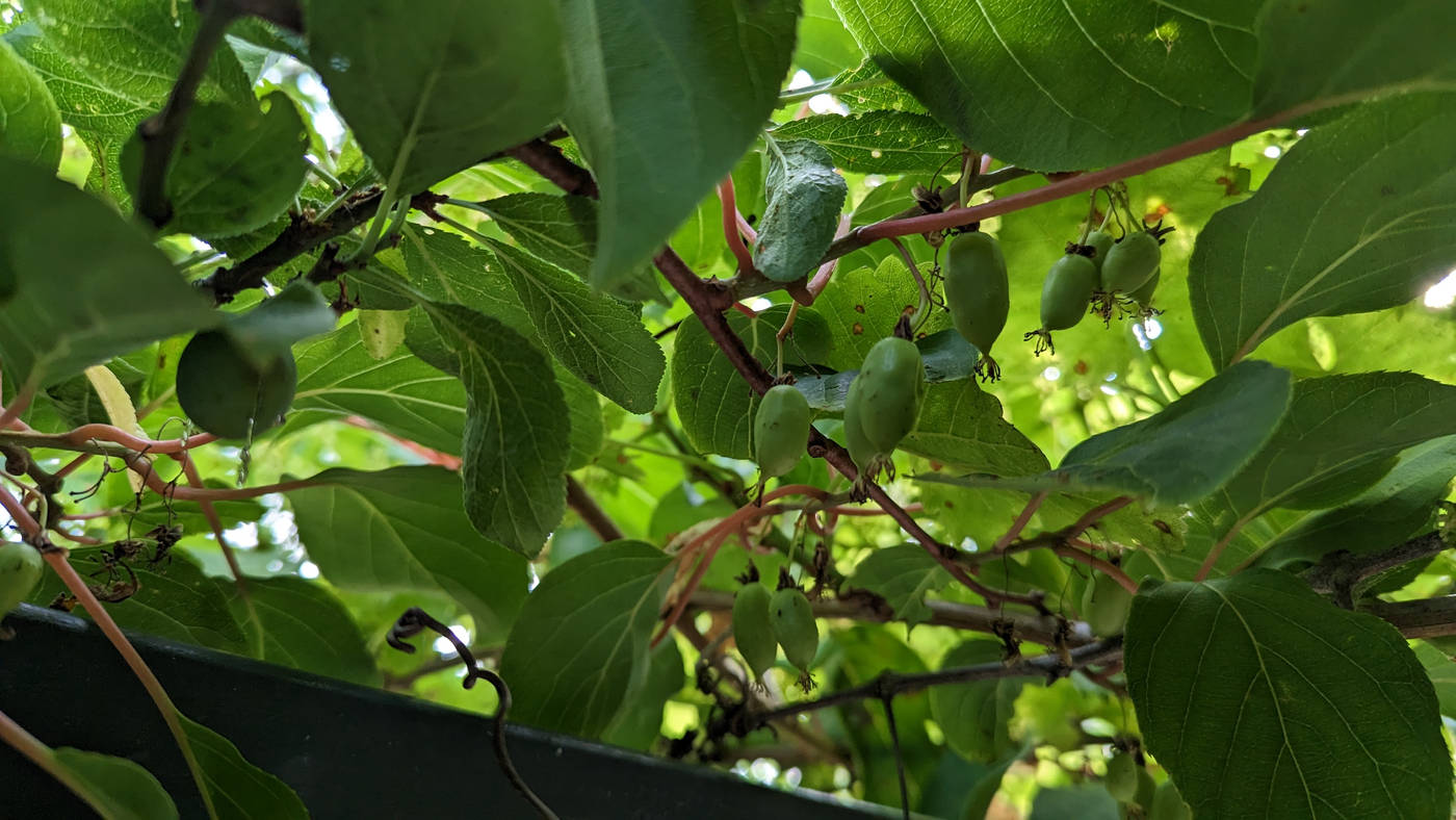 Serais-ce de petit kiwi ?